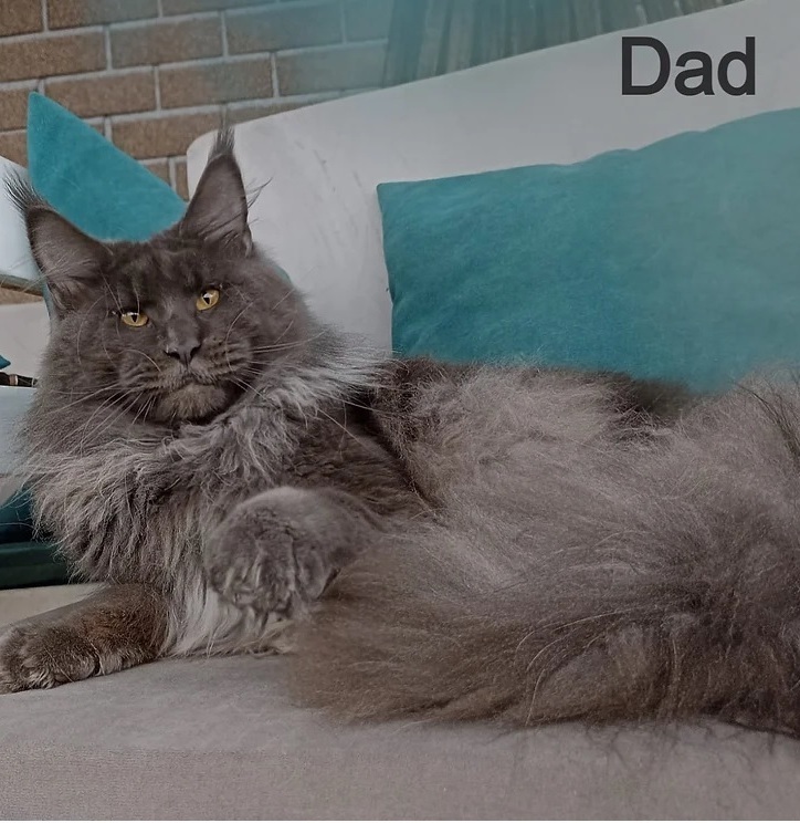 Buy a Maine Coon cat