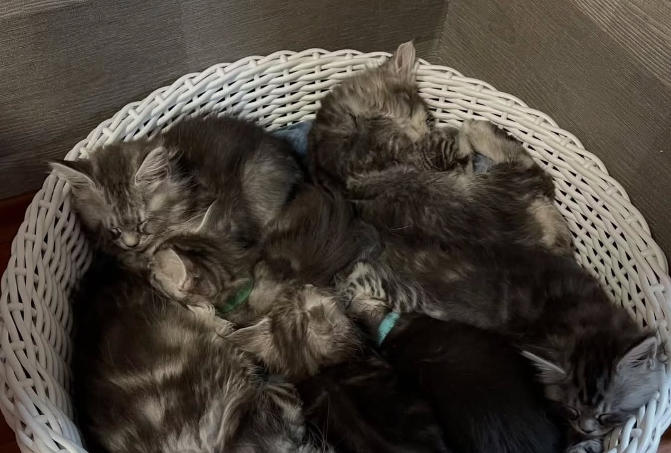 Buy a Maine Coon cat