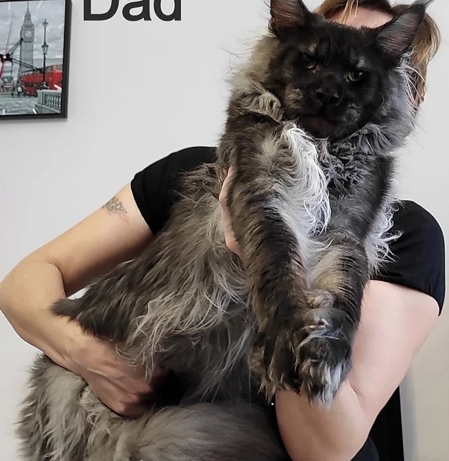Buy a Maine Coon cat