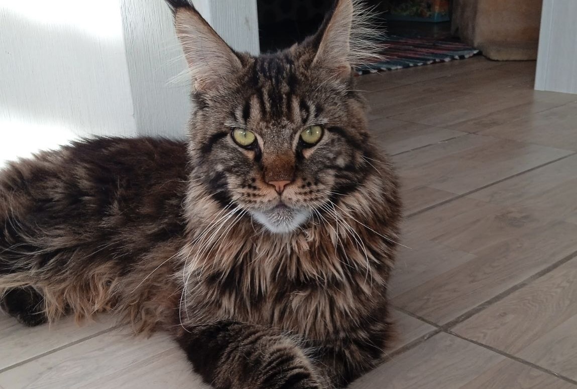 Buy a Maine Coon cat