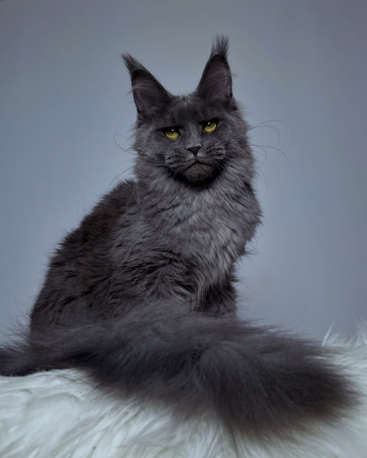 <span style="font-weight: bold;">Mai</span>