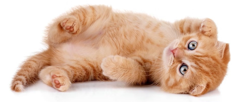 “Cream-colored Maine Coon kitten for adoption”