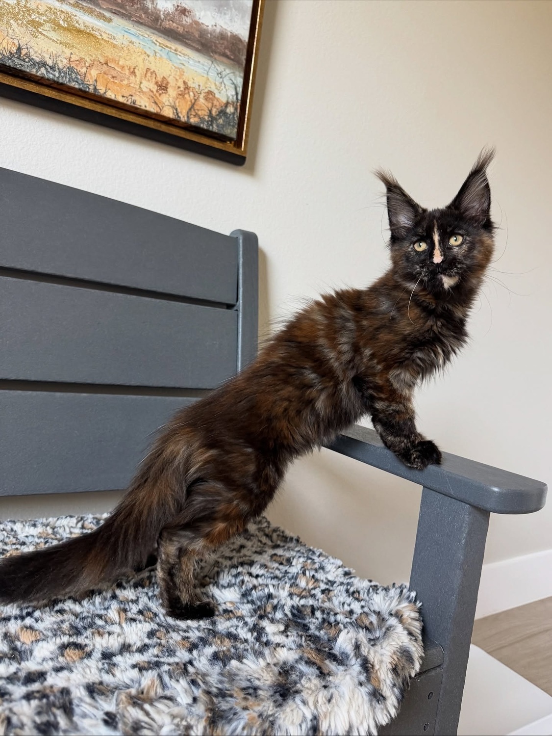 <span style="font-weight: bold;">Ginger</span>