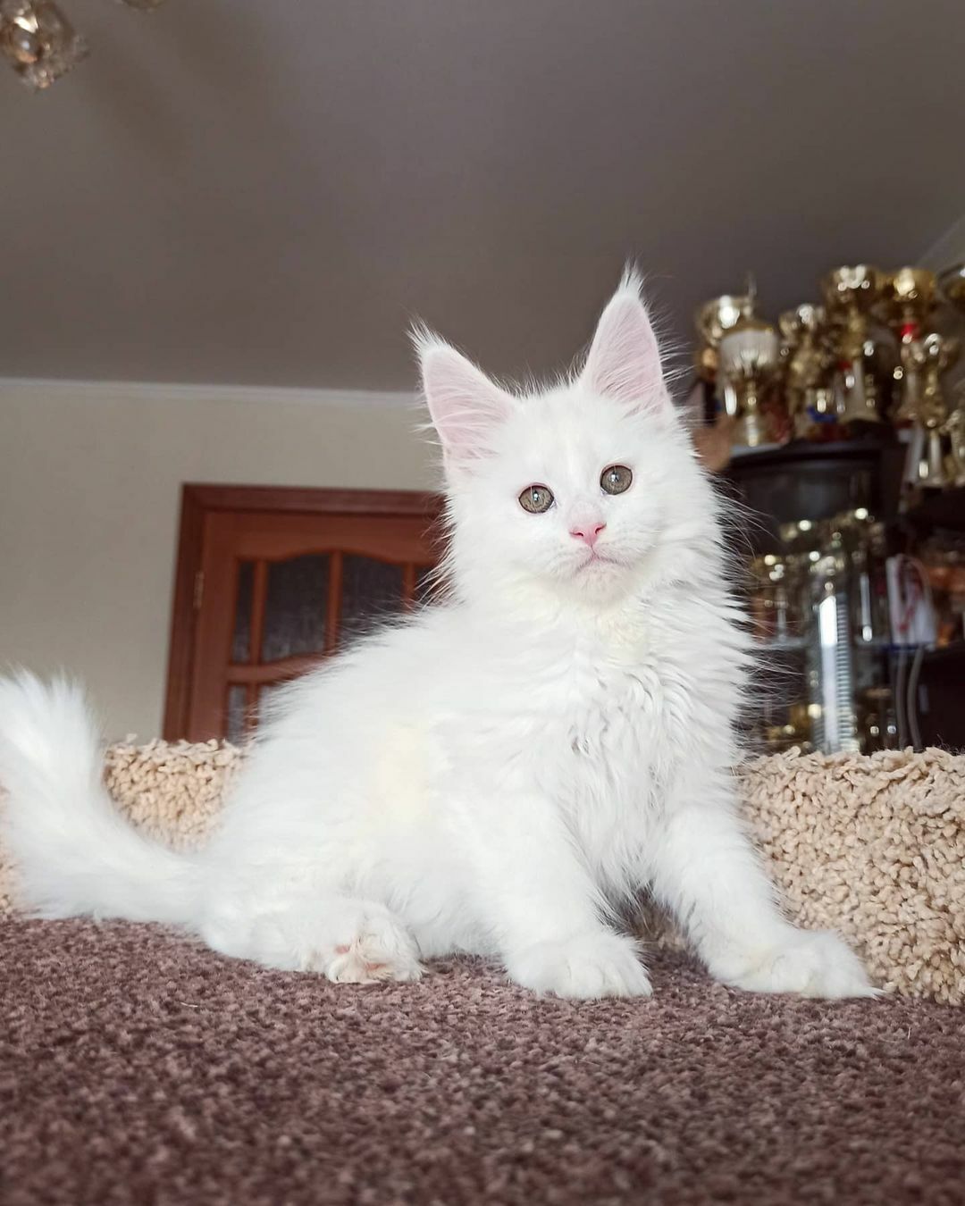 <span style="font-weight: bold;">Rex</span>