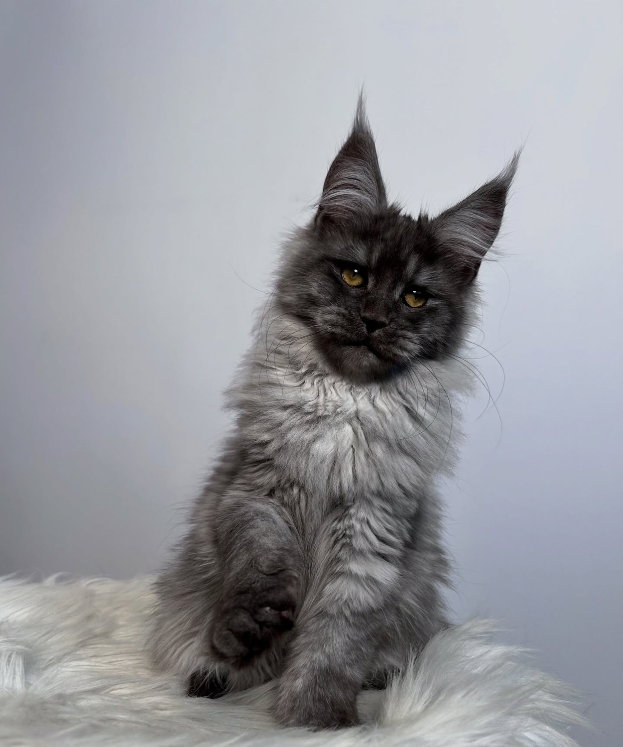 <span style="font-weight: bold;">Finn</span>