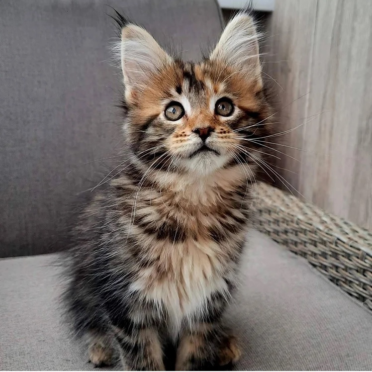 <span style="font-weight: bold;">Echo </span>