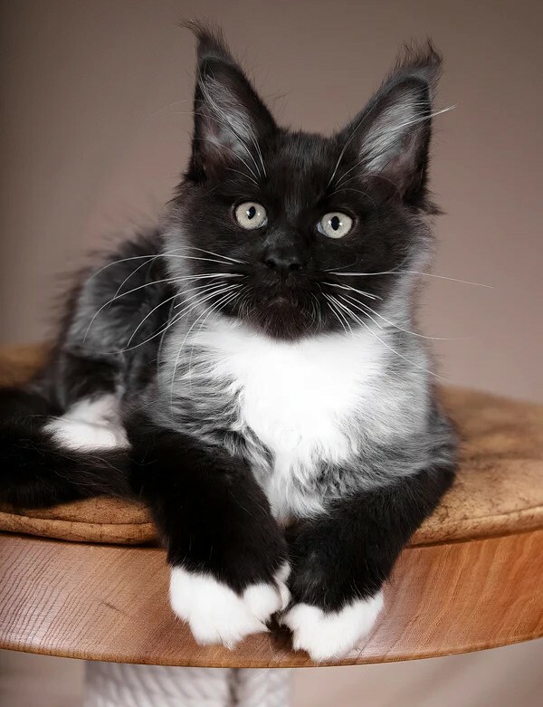 <span style="font-weight: bold;">Kratos</span>