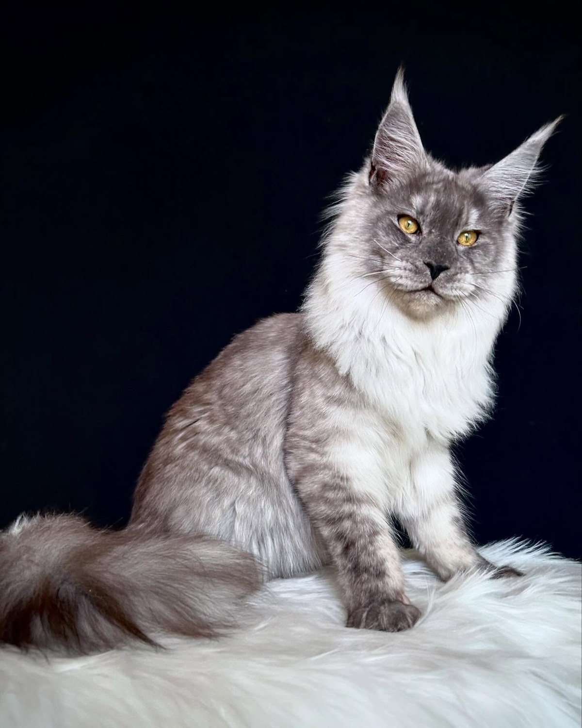 <span style="font-weight: bold;">Toby </span>