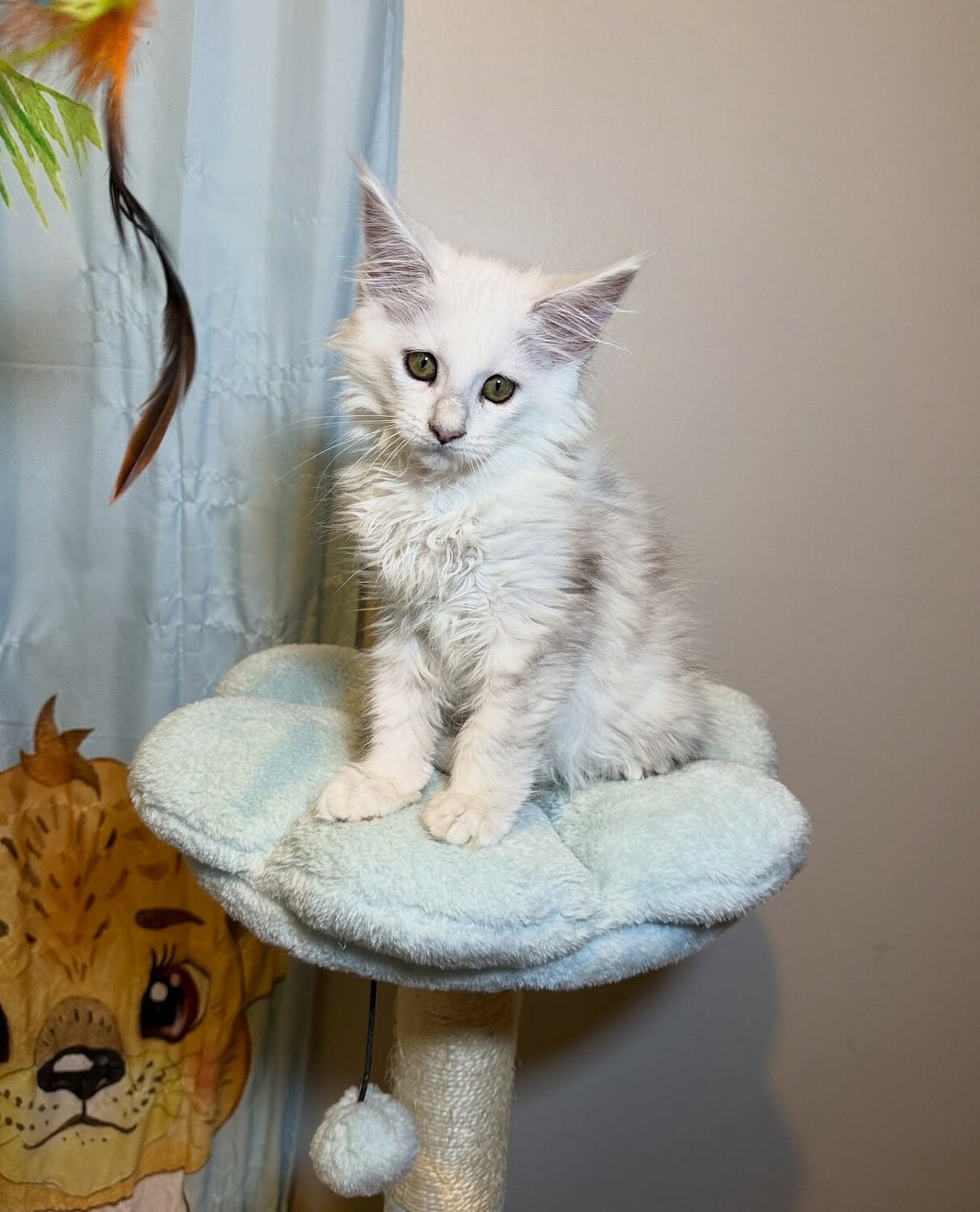 <span style="font-weight: bold;">Thor</span>