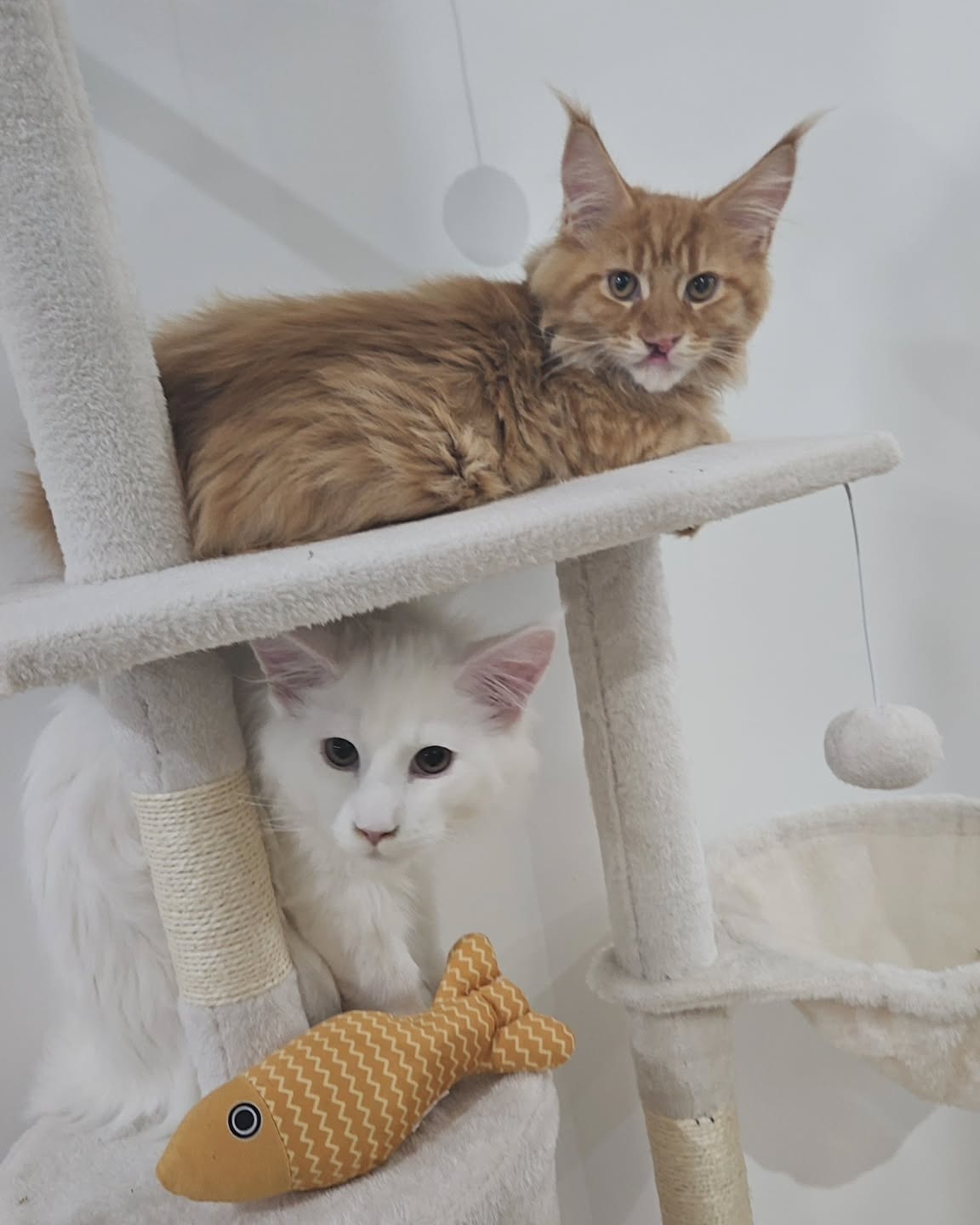 <span style="font-weight: bold;">Odin & Freya</span>