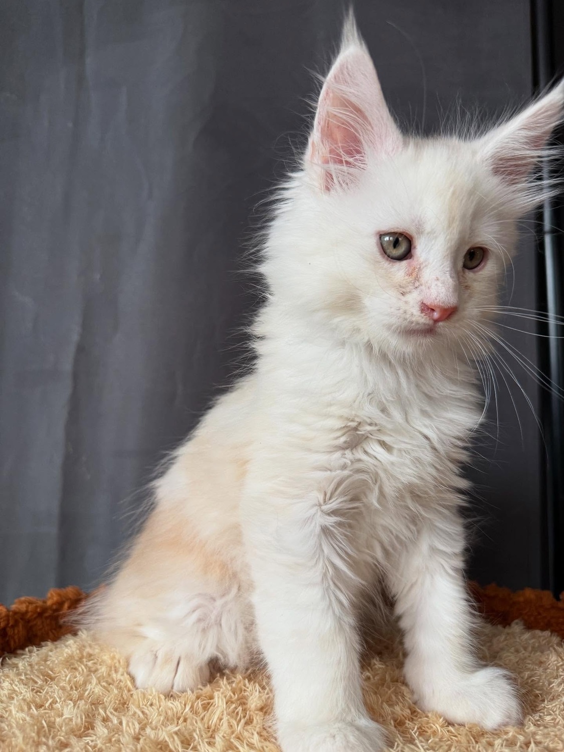 <span style="font-weight: bold;">Luna </span>