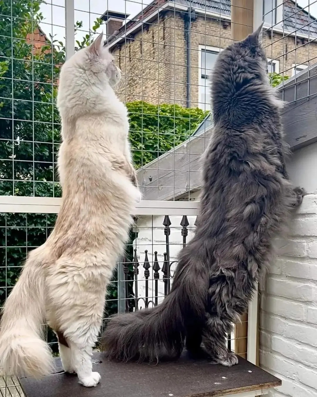 Over 120 happy kittens