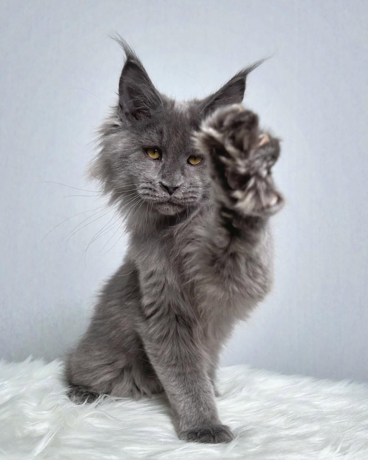 <span style="font-weight: bold;">Maximus</span>